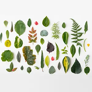 Muchas plantas y mucho inglés para practicar 